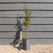 60cm 'Dalmatie Fig Tree | 3L Pot